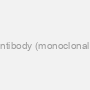 Monoclonal TLN1 Antibody (monoclonal) (M05), Clone: 5C1